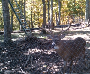 Buck that attacked Dunsmore