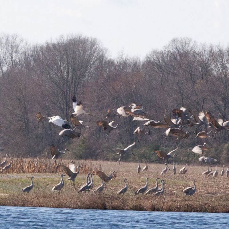 Whoopers and Sandhills
