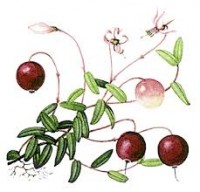 cranberry