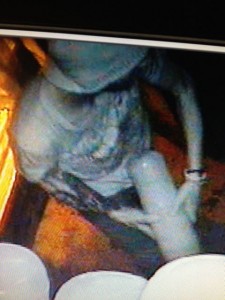 flpd bolo 1390751_263303877151168_1789606872_n