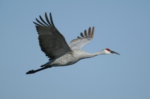 sandhill