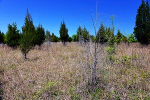 Old-Cahawba-Prairie-12