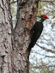 Pileated-RuthLawBall