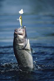 bass