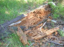 Bears can tear up logs looking for goodies underneath