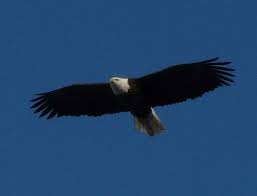 eagle