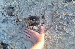 hog track