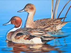 John Denney’s pair of pintail ducks won the 2014-2015 Alabama Waterfowl Stamp Art Contest.