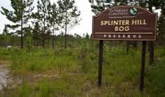 splinter hill bog