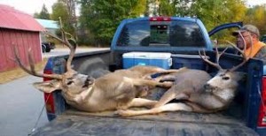 deer in truck