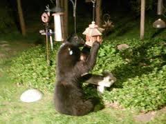 black bear and feeders