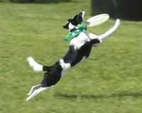 frisbee-dog1