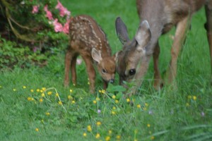 mama-and-spotted-baby-fawn-kym-backland