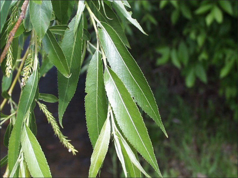 Willow (Salix spp.) The bark of the white willow contains acetyl salicylic acid, commonly known as aspirin. It has been used for pain relief for 2,000 years.