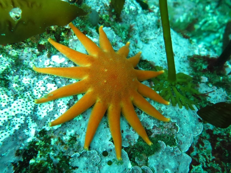 Morning sun star (Solaster dawsoni)
