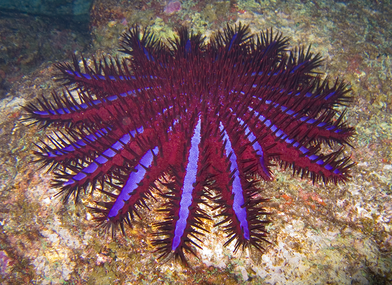 Choriaster - Wikipedia