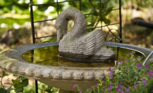 Donna's Swan