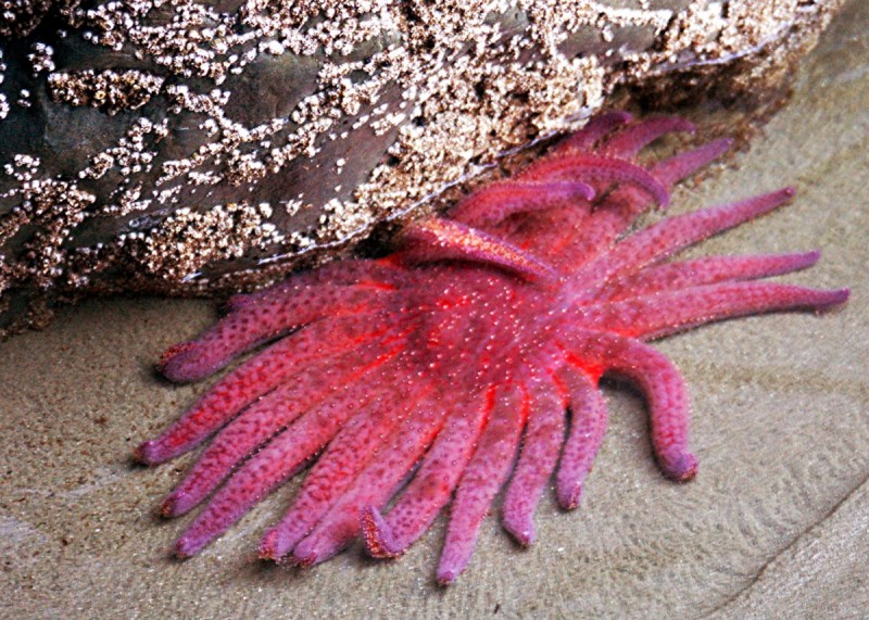 Sunflower star (Pycnopodia helianthoides)