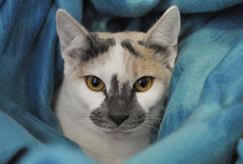 contessa