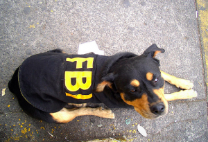 fbi-dog