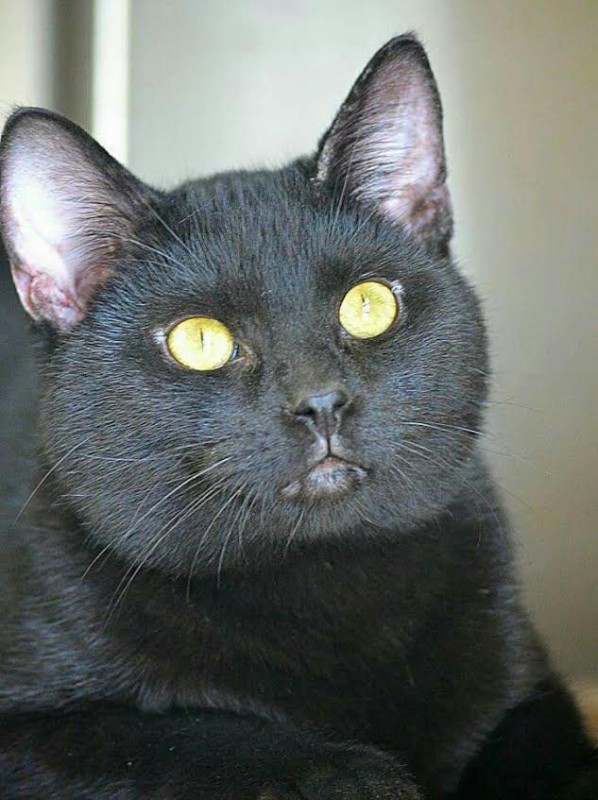 luca