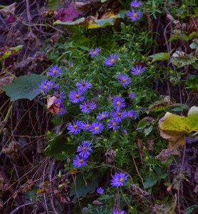 purple flowers