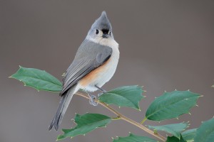 Tufted Titmouse