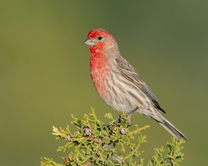 House Finch