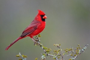 Northern Cardinal