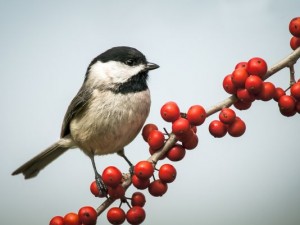 Carolina Chickadee