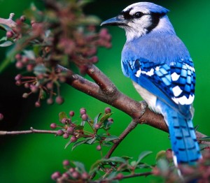  Blue Jay