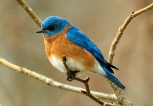  Bluebird