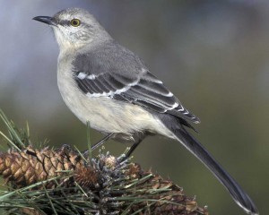 Mockingbird
