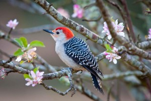 Red-bellied Woodpecker