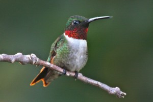 Ruby-Throated Hummingbird