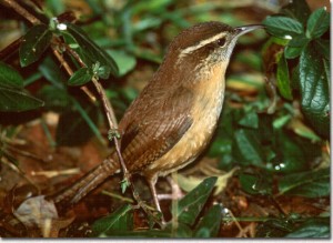 Carolina Wren