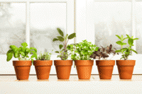 growing_herbs_in_pots