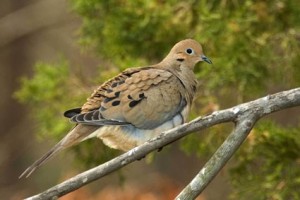 Mourning Dove