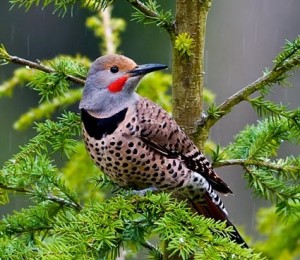 Northern Flicker