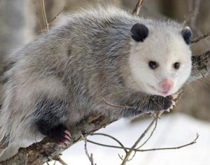 Virginia opossum