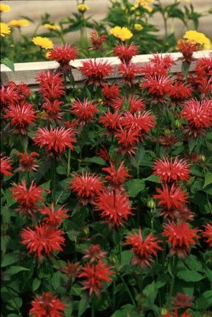 scarlet bee balm – Quad Cities Daily