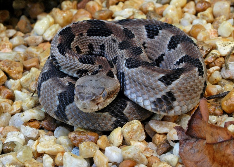 Timber Rattlesnake