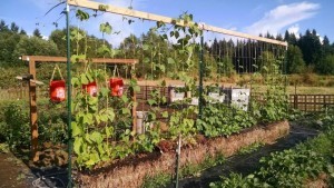 trellis-in-garden-300x169