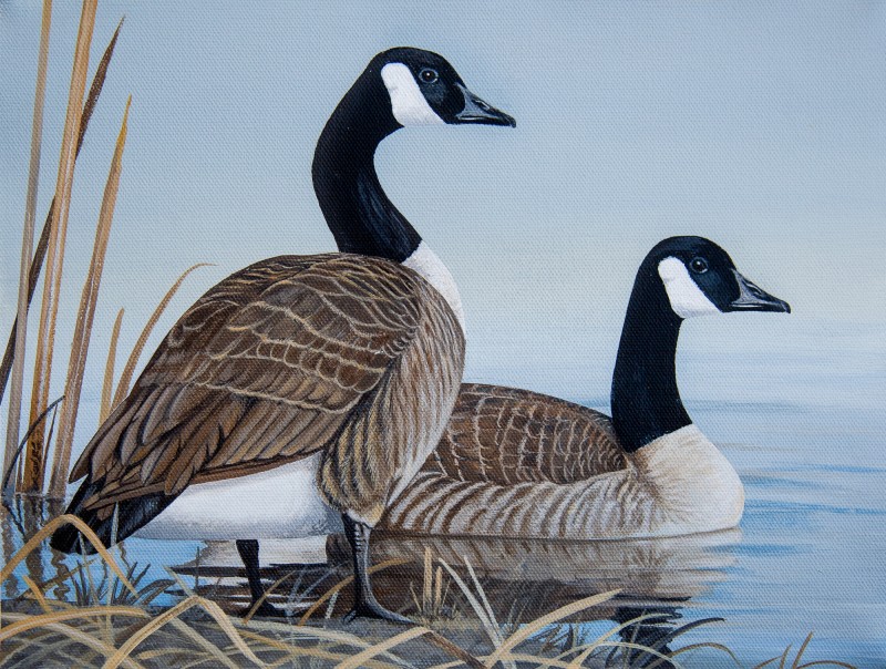 David Nix is the winner of this year’s Alabama Waterfowl Stamp Art Contest with his painting of Canada Geese. The artwork will be used as the design of the 2017-18 Alabama Waterfowl Stamp, which is required when hunting waterfowl in Alabama.