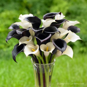  Calla lilies, like ‘Night Cap’ with its black flowers and the white blooms of ‘Crystal Clear,’ are spring planted bulbs that thrive in full sun or part shade and can be cut to create an elegant display indoors. Photo credit: Longfield Gardens