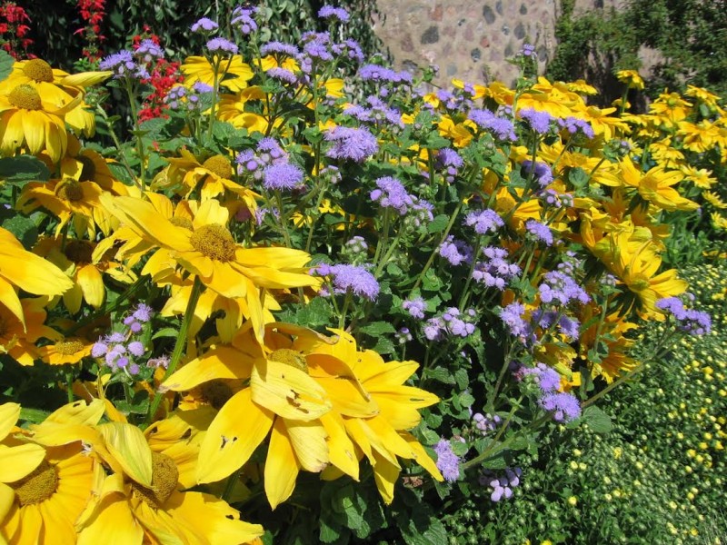 Ageratum 'Blue Horizon and Rudbeckia Sun'