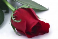 529111__single-red-rose_p