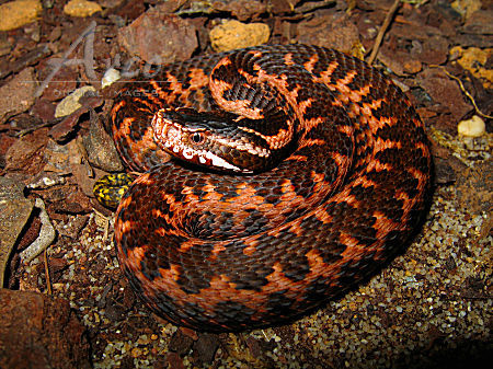 Orlovs Viper