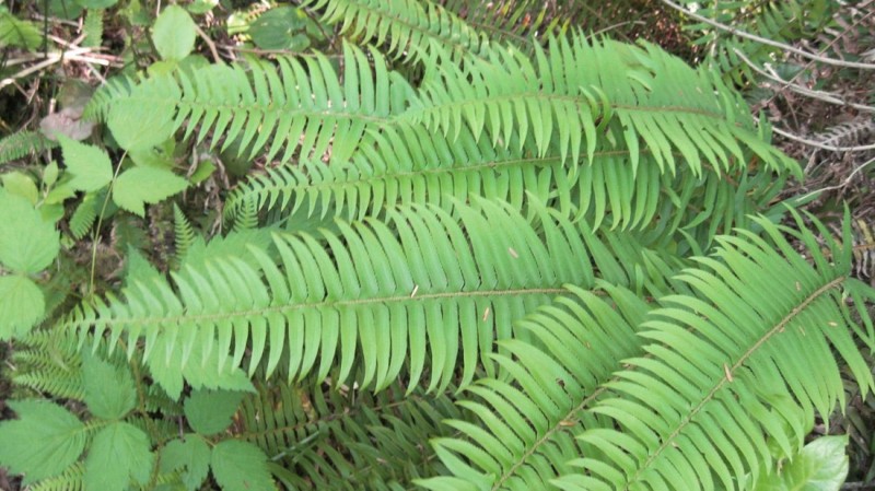 Western sword ferns