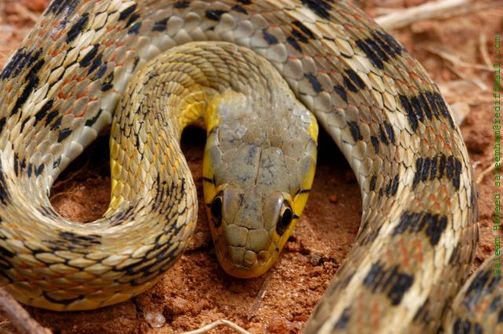 Short-Nosed Sea Snake
